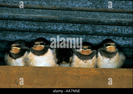 Hirundo Rustica fünf junge auf einem Balken schluckt Cornwall Stockfoto