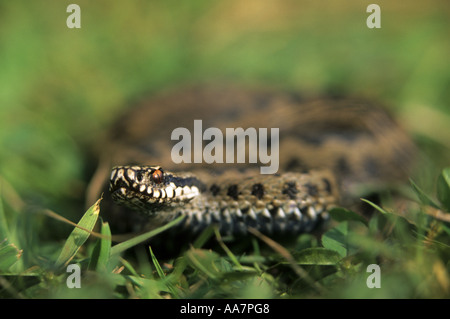 Kreuzotter Vipera Berus in der Wiese Cornwall 2005 Stockfoto