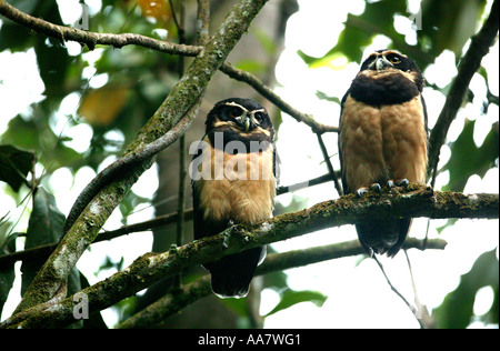 Spectacled Eulen im Regenwald am Cerro Pirre, Darien Nationalpark, Darien Provinz, Republik Panama. Stockfoto