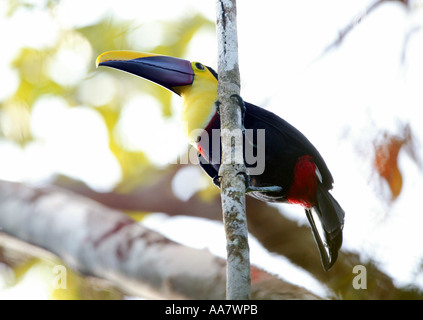 Der bunte Vogel Gelbkehliger Toucan, Ramphastos ambiguus swainsonii, im Soberania Nationalpark, Republik Panama Stockfoto