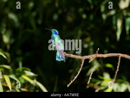 Grün Violett - Ohr Kolibri, Colibri thalassinus, auf einem Zweig in den Wald in der Nähe von Cerro Punta, Provinz Chiriqui, Republik Panama. Stockfoto