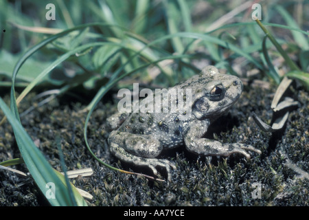 Petersilie Frosch gemeinsame Petersilie Frosch Schlamm Taucher Pelodytes Punctatus Spanien Carlos Sanz V W Tiere Amphibien Stockfoto