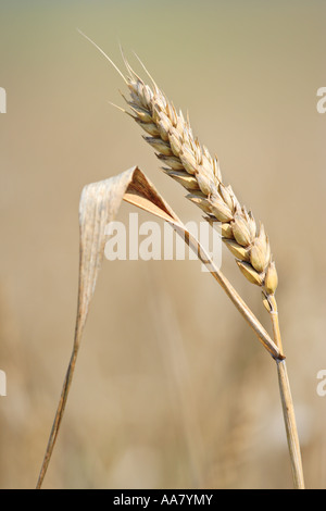 Weizen-Stiel Stockfoto