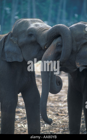 Elefanten Pinnewala Elephant Orphanage Hill Country nr Kandy SriLanka Stockfoto