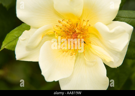 Klettern, Rose in voller Blüte Nahaufnahme, Stockfoto