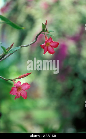 Rosa Blüten Chiang Mai in Thailand Stockfoto