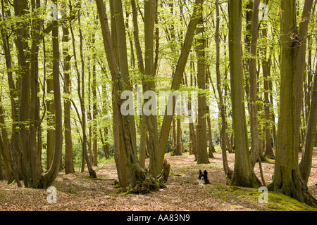 Border Collie in Hainbuche Wald im Frühling Kent Stockfoto