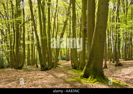 Hainbuchen-Wald im Frühjahr Stockfoto