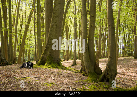 Schäferhund wartet geduldig in Hainbuche Wald voller neues Blatt im Frühjahr Stockfoto