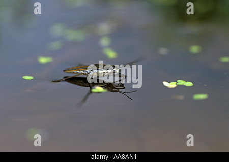 Teich-Skater Gerris Lacustris an einem Teich-cornwall Stockfoto