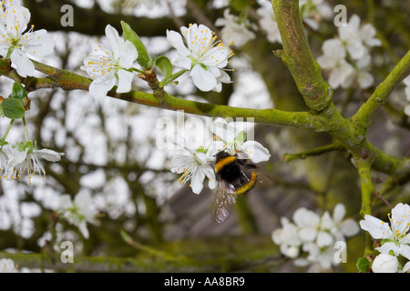 Bienen sammeln Nektar auf einer Victoria Pflaumenbaum blühen in england Stockfoto