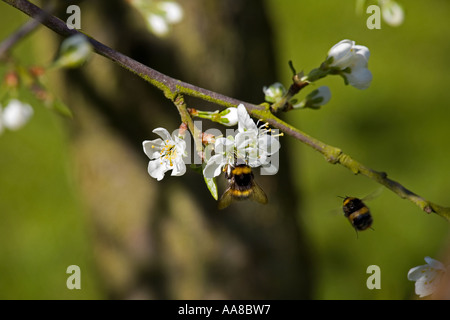 Zwei Bienen sammeln Nektar auf einer Victoria Pflaumenbaum blühen in england Stockfoto