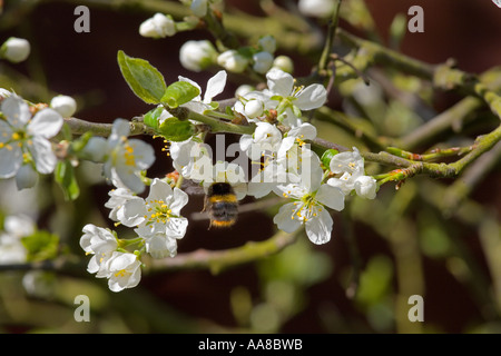 Bienen sammeln Nektar auf einer Victoria Pflaumenbaum blühen in england Stockfoto