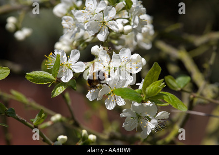 Bumble Bee sammeln Nektar auf einer Victoria Pflaumenbaum blühen in england Stockfoto