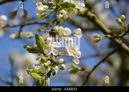 Bumble Bee sammeln Nektar auf einer Victoria Pflaumenbaum blühen in england Stockfoto