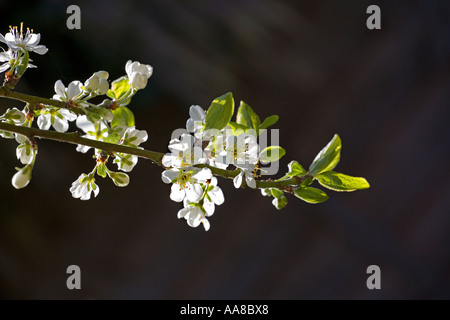 Nahaufnahme der Blüte auf einem Victoria Pflaume-Baum Stockfoto