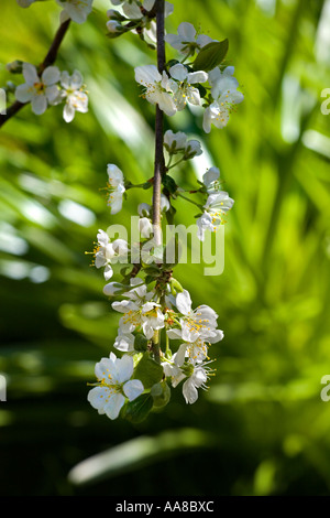 Nahaufnahme der Blüte auf einem Victoria Pflaume-Baum Stockfoto