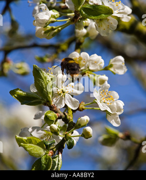 Bumble Bee sammeln Nektar auf einer Victoria Pflaumenbaum blühen in England. PRUNUS DOMESTICA, Stockfoto