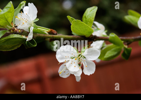 Nahaufnahme der Blüte auf einem Victoria Pflaume-Baum Stockfoto