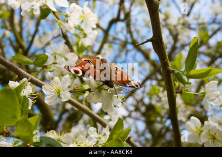 Schmetterling auf Victoria Pflaume-Baum Blüte Stockfoto