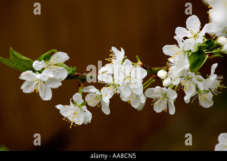 Victoria Pflaume Blüte auf Pflaumen Obstbaum in england Stockfoto