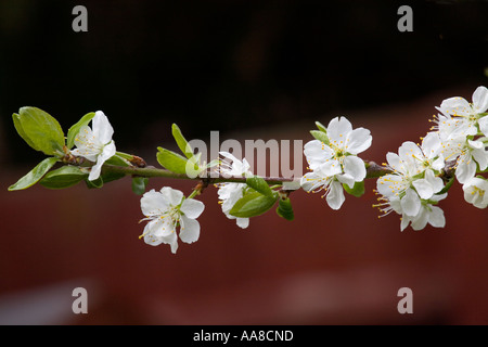 Victoria Pflaume Blüte auf Pflaumen Obstbaum in england Stockfoto