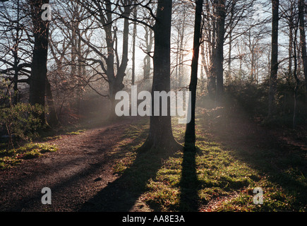 Am frühen Morgen Sunlights Filter durch Wald in der Nähe von Derwent Wasser Lake District England Stockfoto