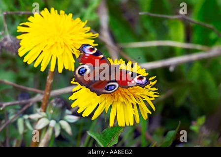 Tagpfauenauge Inachis Io auf Blume Löwenzahn Taraxacum officinale Stockfoto