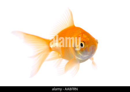 Goldfisch Stockfoto