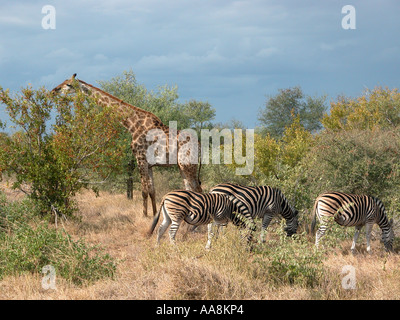 South African Giraffe Beweidung mit Burchell's Zebra in Südafrika Stockfoto