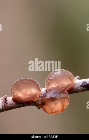 Hexen Butter Exidia glandulosa Pilze auf totem Weidenschwig, Wales, Großbritannien. Stockfoto