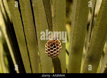 Eine Wespe bauen ein Nest auf einem Palmblatt im Süden von Frankreich Bild von Andrew Hasson 22. April 2006 Stockfoto