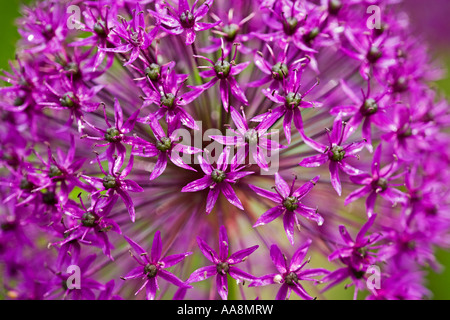 Eine Nahaufnahme von einem Allium Blume wächst in einem englischen Garten Stockfoto