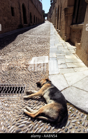 Ein Hund auf der Straße in der Altstadt von Rhodos liegen Stockfoto