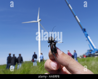 Windpark Parndorf, Österreich, hält eine Grille mit Fingern Stockfoto