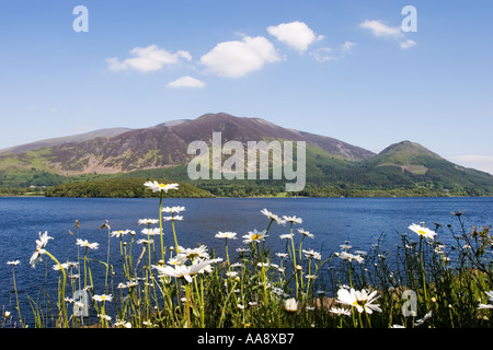 Cumbria Lake District White Ox eye Daises in Ullswater Stockfoto