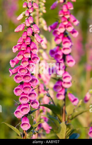 Cumbria Lake District. Derwent Fingerhut (Digitalis purpurea). Stockfoto