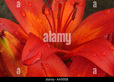 Nahaufnahme der Zwerg winterhart Lilie Blume rot Rum in voller Blüte in einem Garten Cheshire England Vereinigtes Königreich UK Stockfoto