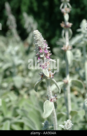 Stachys Byzantina Silber Teppich Blume an Hillier Gardens Hampshire England Vereinigtes Königreich Großbritannien Stockfoto