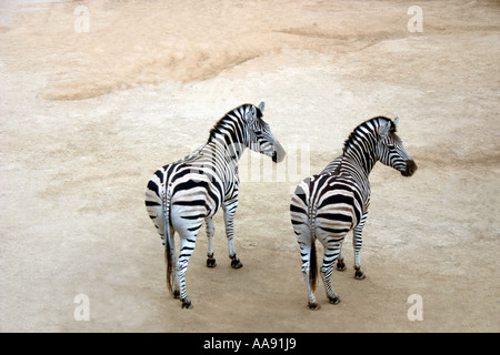 Zebras Taronga Sydney Australien Stockfoto