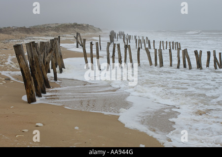 Die Erosion der Küsten. Schützende Versuch mit Reihen von hölzernen Pfähle. Ile d'Oléron, Frankreich. Stockfoto