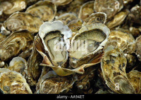 Zwei Austern, Geldbußen de Claire von Marennes Oléron, auf der ein fischhändler Stall geöffnet. Oléron Charente Frankreich. Stockfoto