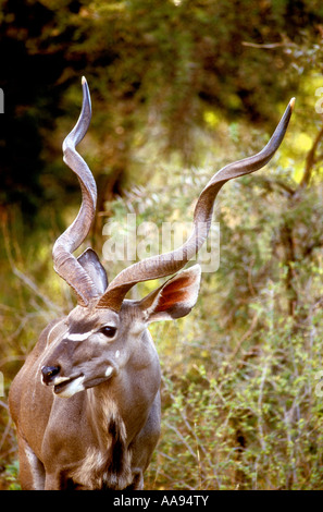 Porträt-Profil des männlichen große Kudu mit prächtigen Hörner in Samburu National Reserve Kenia in Ostafrika Stockfoto