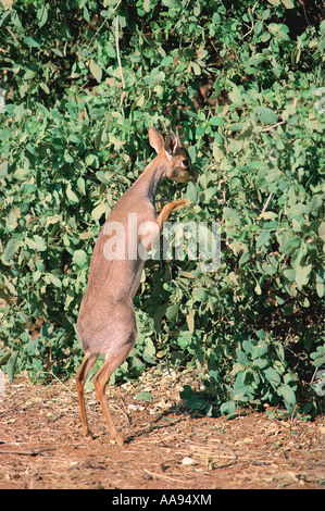 Männliche Kirk s Dikdik auf Hinterbeinen Essen Zahnbürste Baum Salvadora Persica Samburu National Reserve Kenya Stockfoto