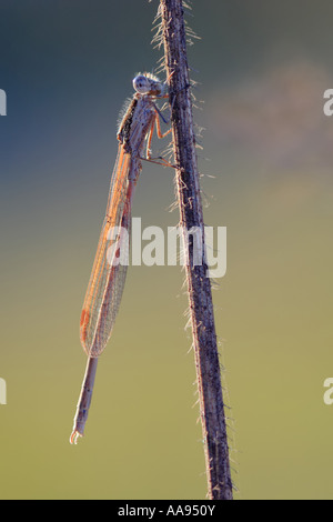 Libelle auf einer Anlage Stockfoto