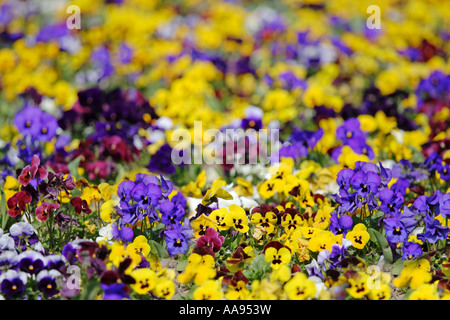 Garten mit Blumen Stockfoto
