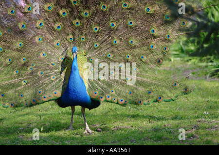 Pfau Stockfoto