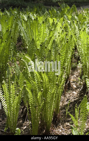 Essbarer farn -Fotos und -Bildmaterial in hoher Auflsung  Alamy