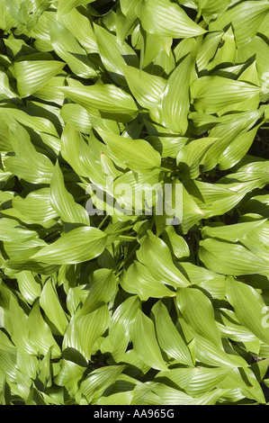 Üppig grüne Blätter der schmalblättrigen Bananenlilie (Hosta lancifolia) in Japan. Nahaufnahme des lebendigen Laubs der Liliaceae in einem Garten. Stockfoto