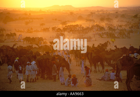 Sonnenuntergang über der Camel Fair ground in Pushkar liegt in der Wüste Thar Rajasthan Indien Stockfoto